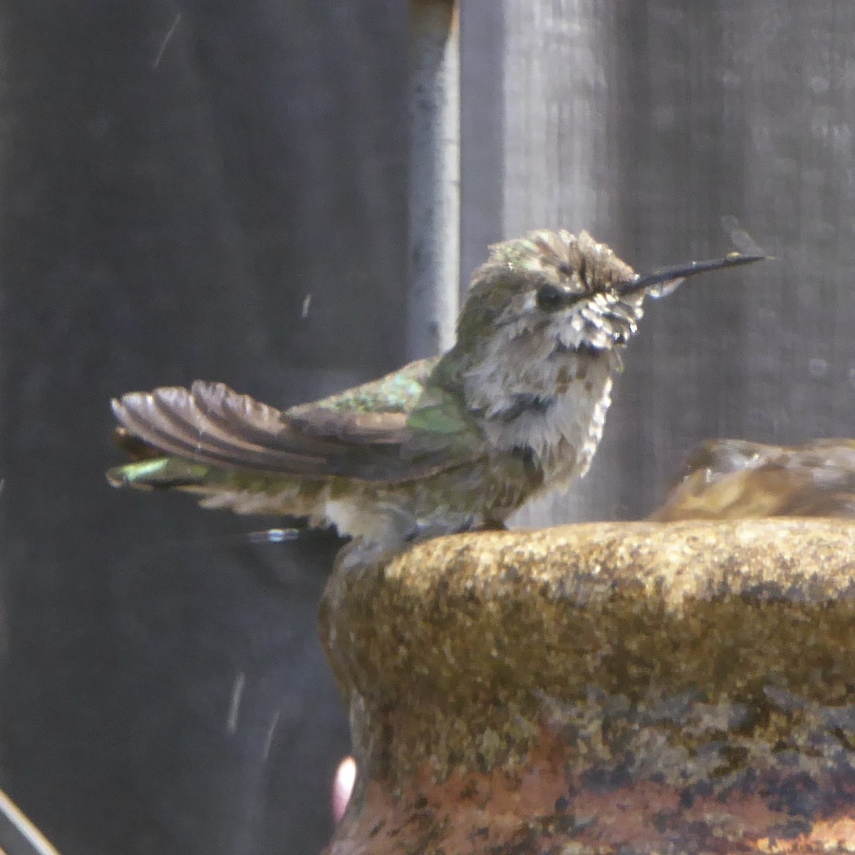 Anna's Hummingbird - ML620195073