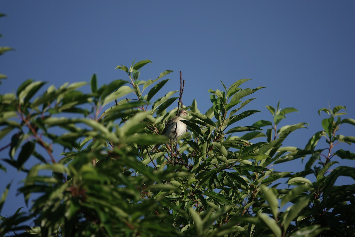 Vireo Bigotudo - ML620195087