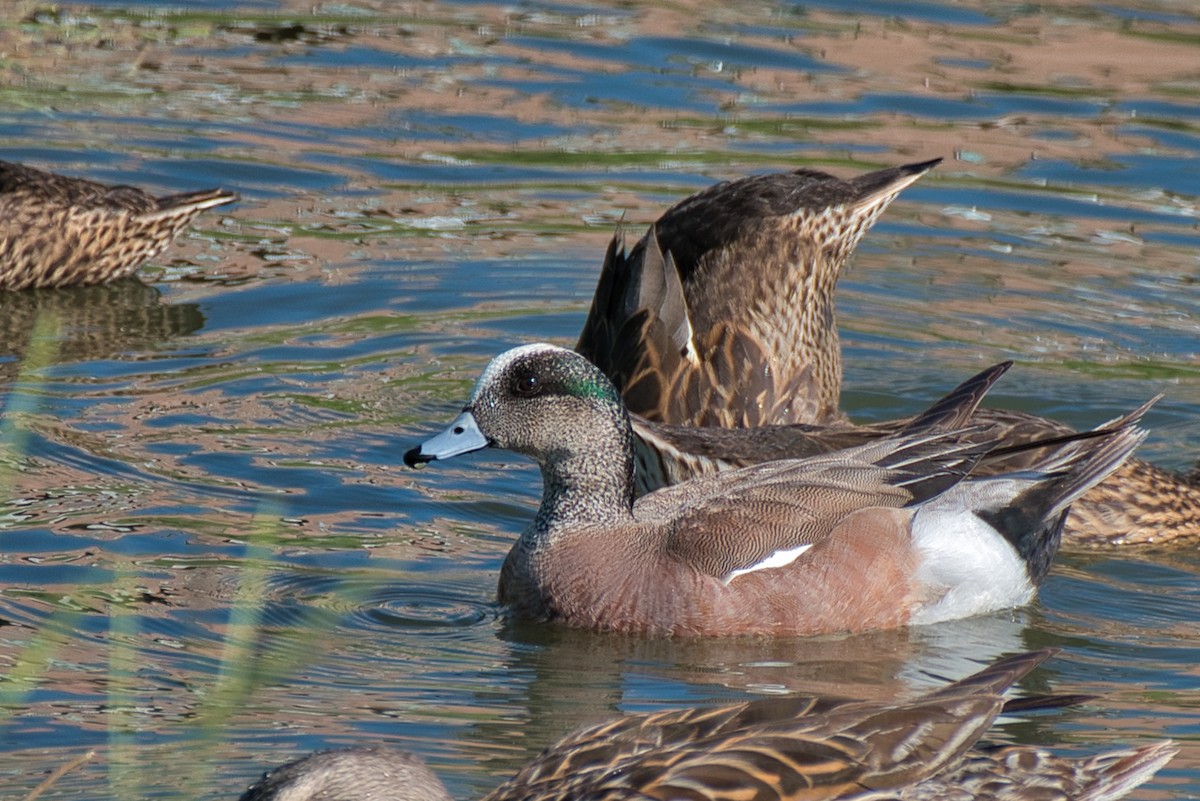 American Wigeon - ML620195089