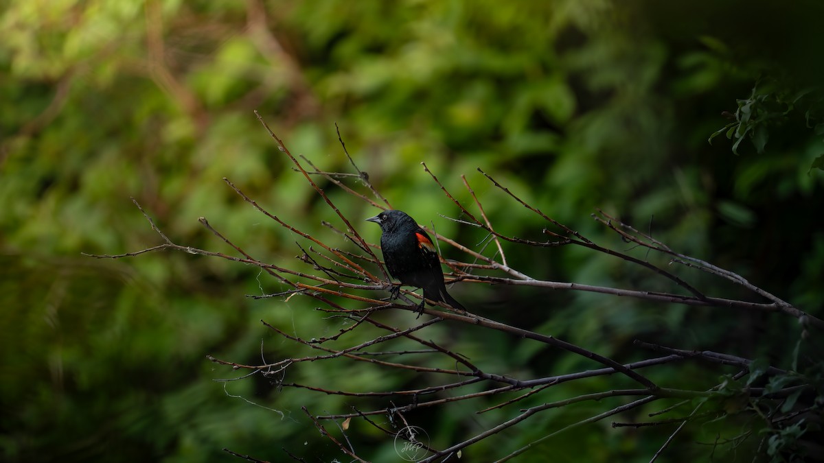 Red-winged Blackbird - ML620195101