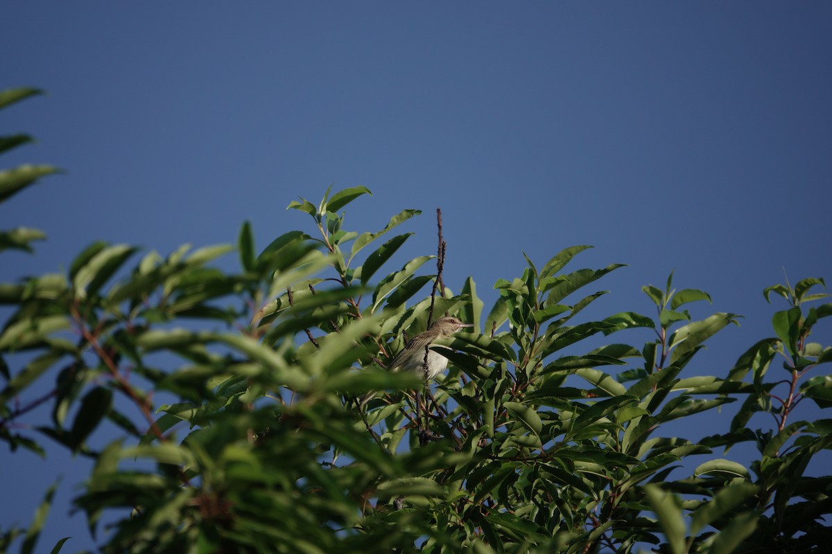 Vireo Bigotudo - ML620195113