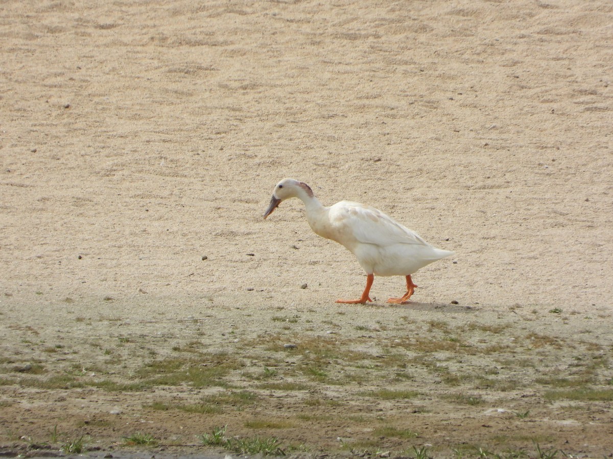 Canard colvert (forme domestique) - ML620195117