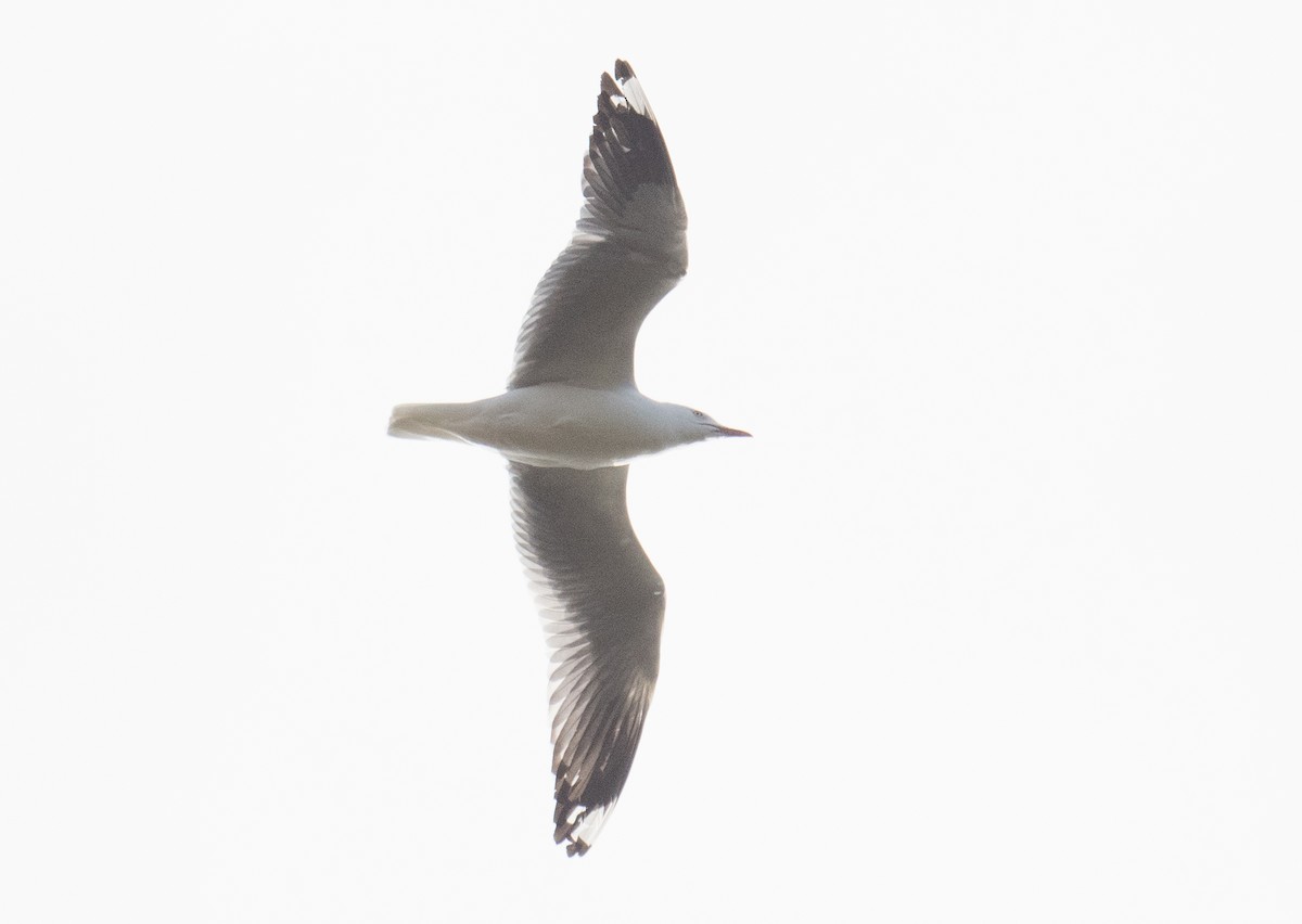 Silver Gull - ML620195121