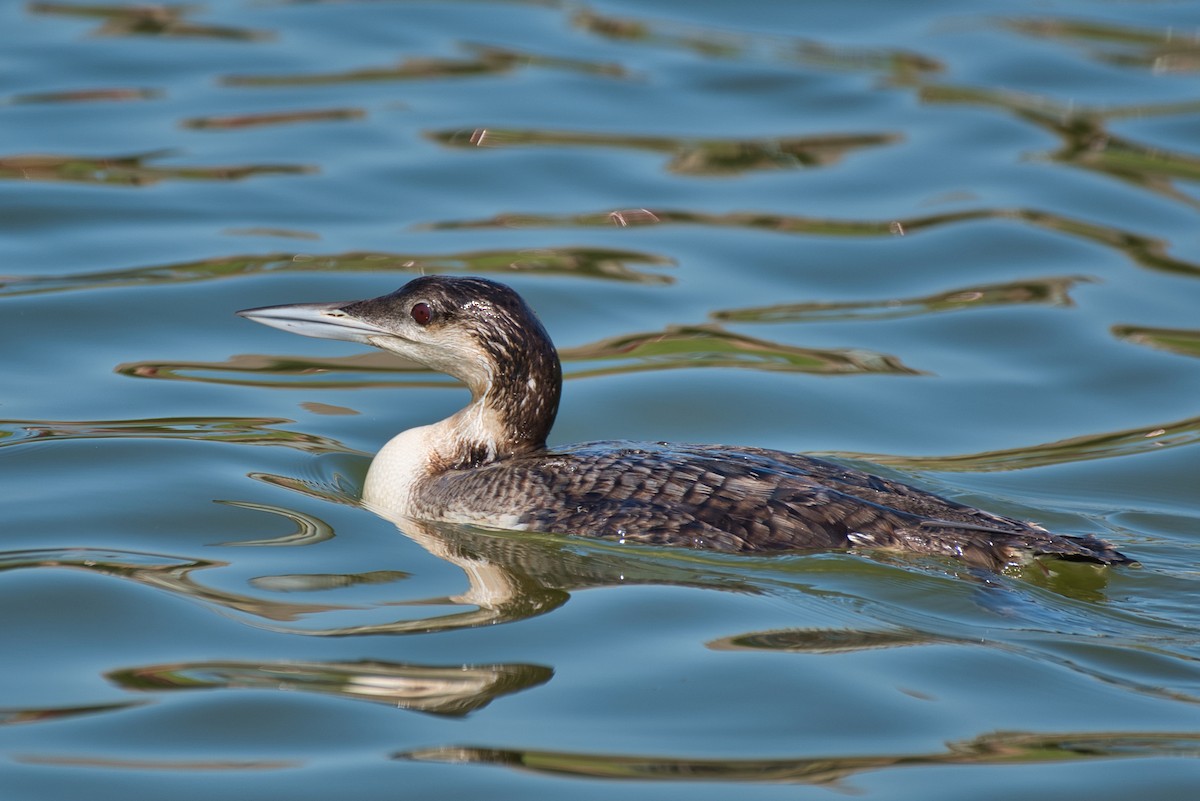 Plongeon huard - ML620195132