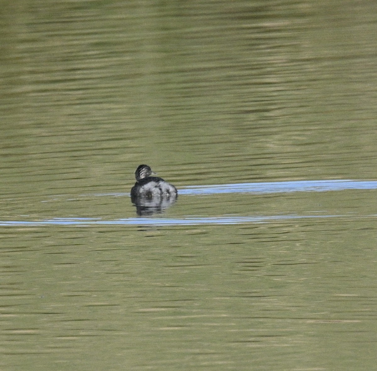 Hoary-headed Grebe - ML620195134