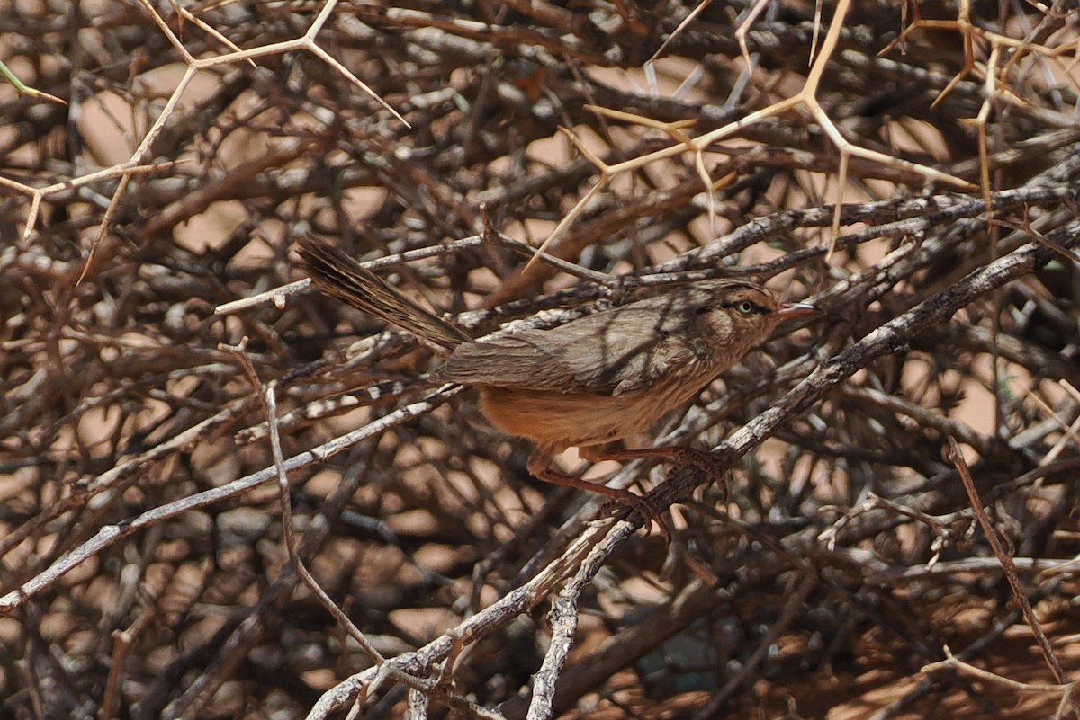 Scrub Warbler - ML620195139