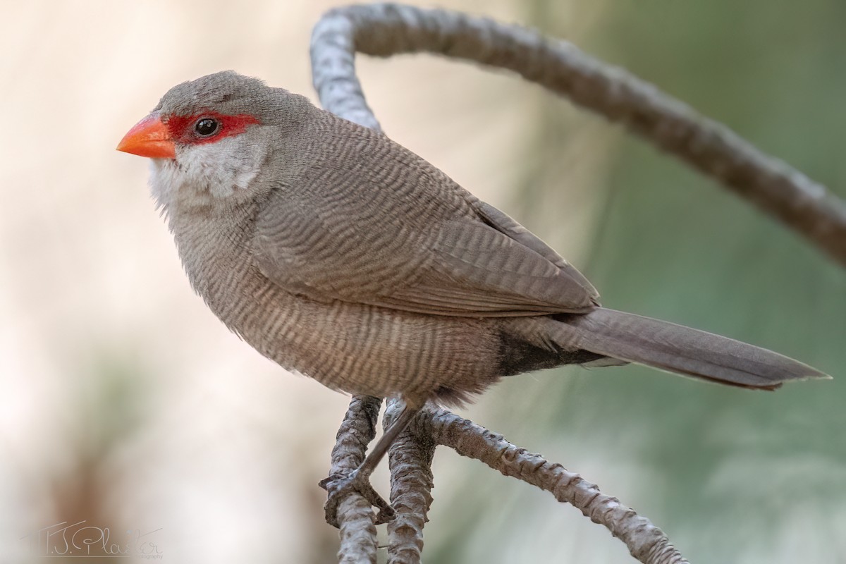 Common Waxbill - ML620195149