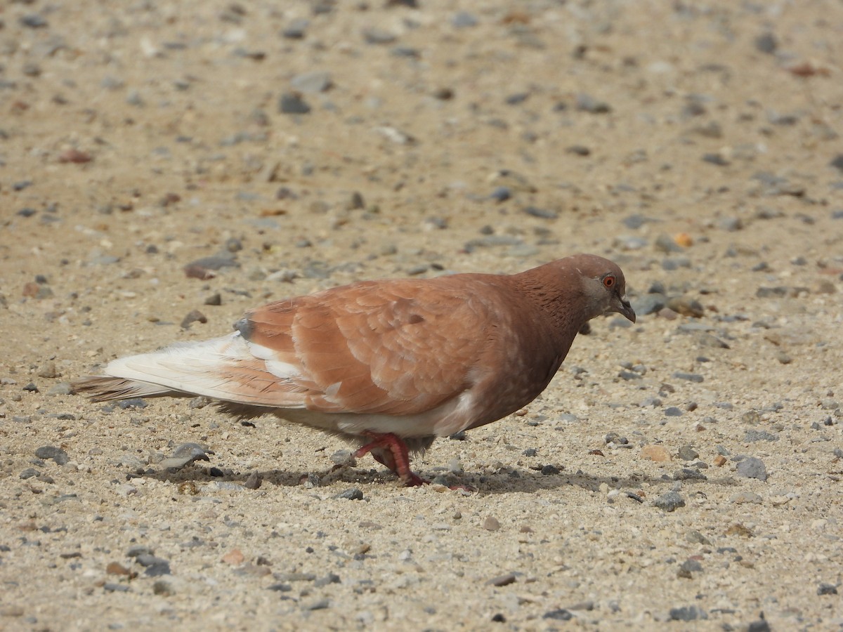 Rock Pigeon (Feral Pigeon) - ML620195151