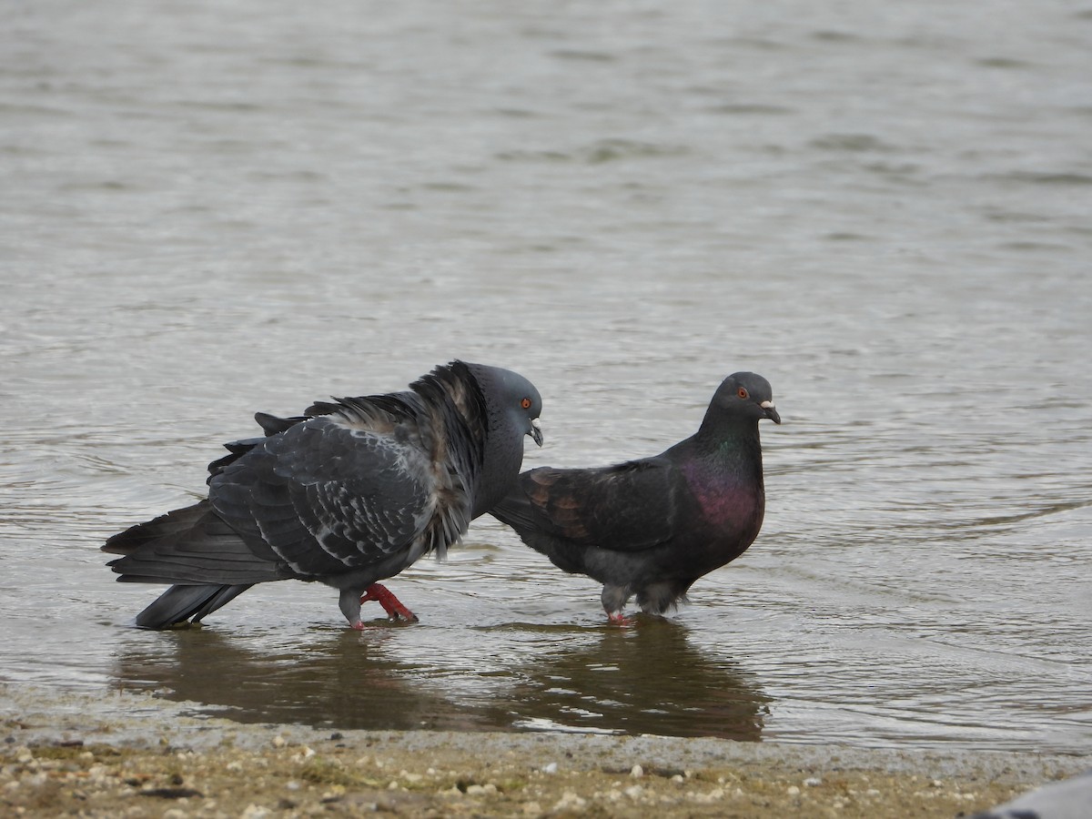 Rock Pigeon (Feral Pigeon) - ML620195152