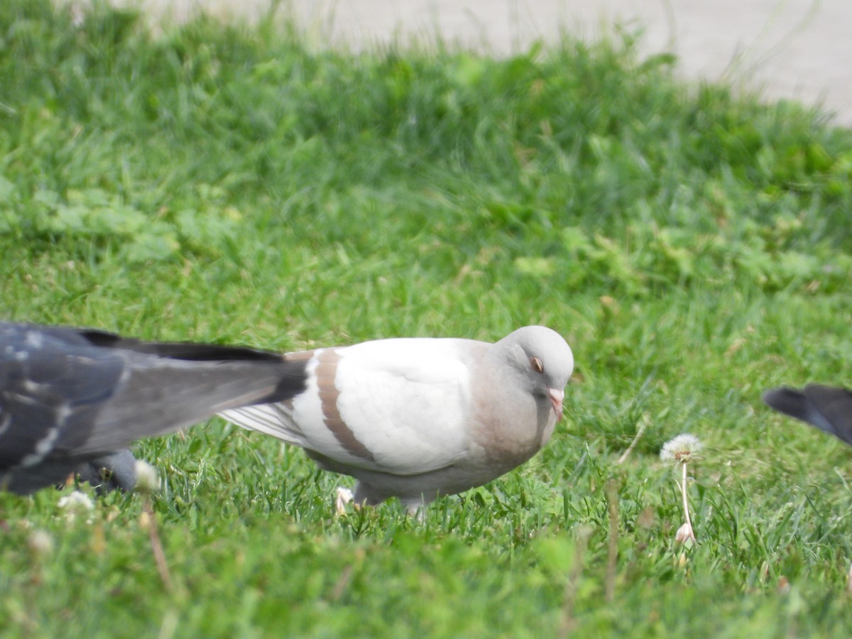 Rock Pigeon (Feral Pigeon) - ML620195153