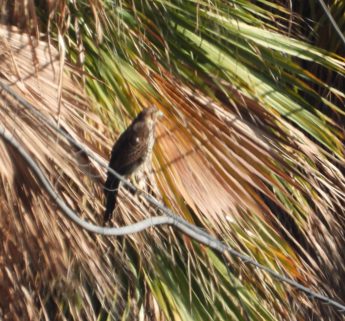 Harris's Hawk - ML620195184