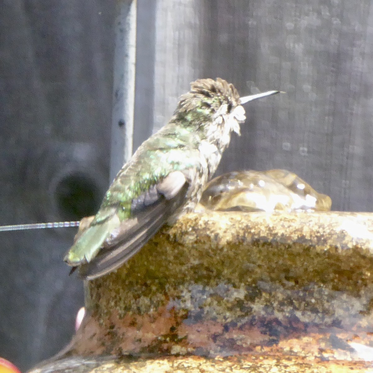 Anna's Hummingbird - ML620195189
