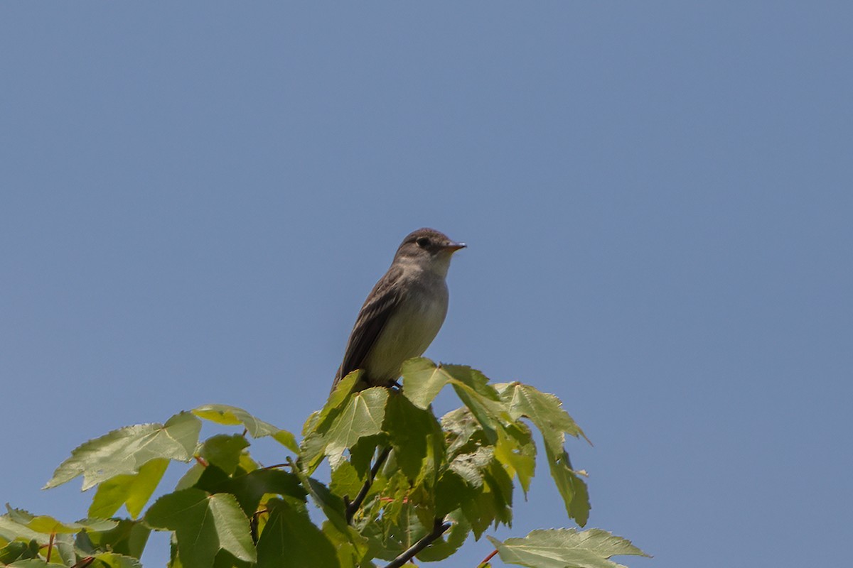 Willow Flycatcher - ML620195197