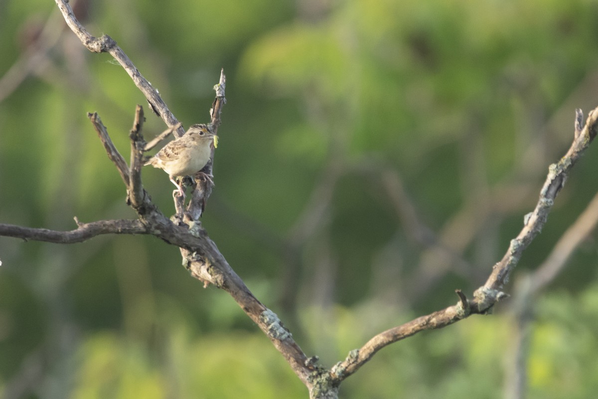 Grasshopper Sparrow - ML620195200