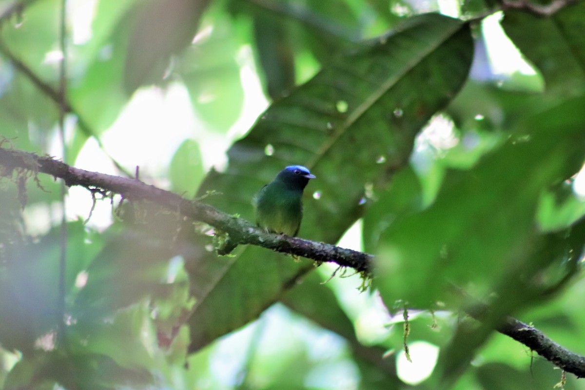 Blue-capped Manakin - Roberto Herrera González