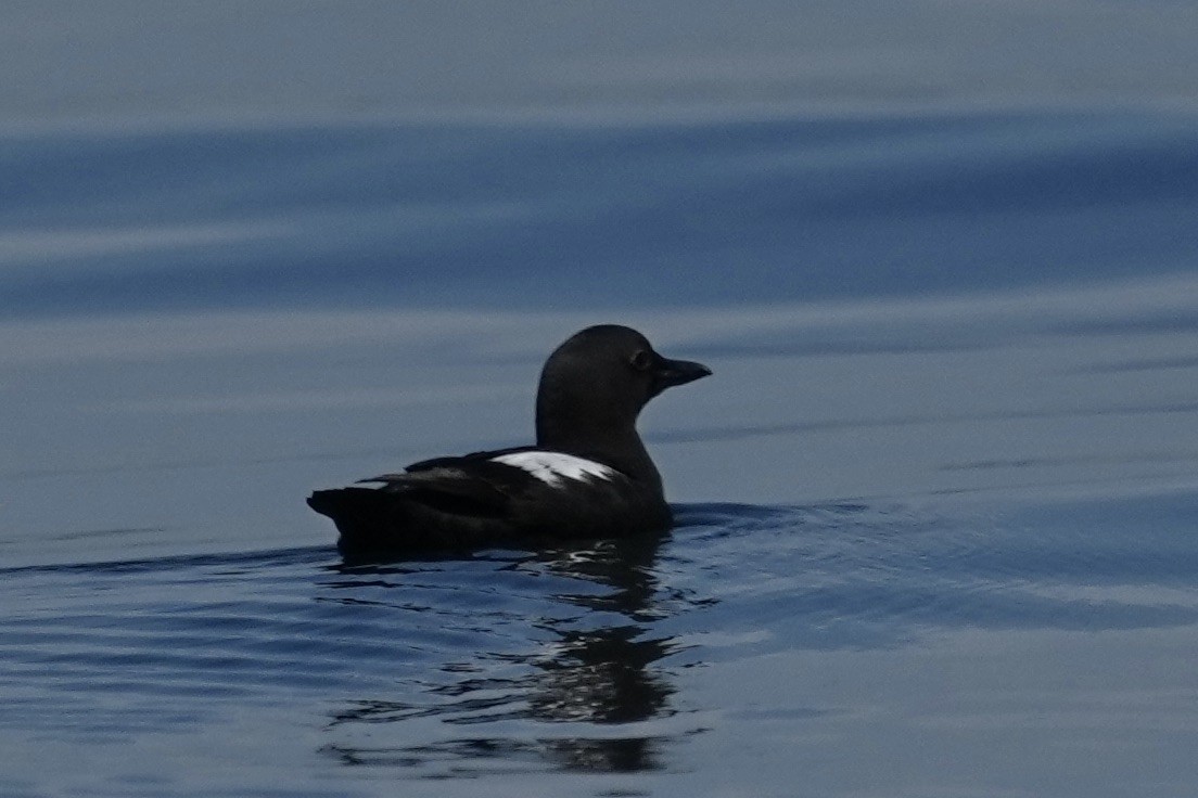 Pigeon Guillemot - ML620195205