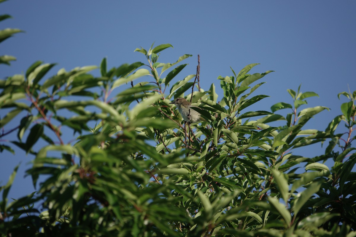 Vireo Bigotudo - ML620195213