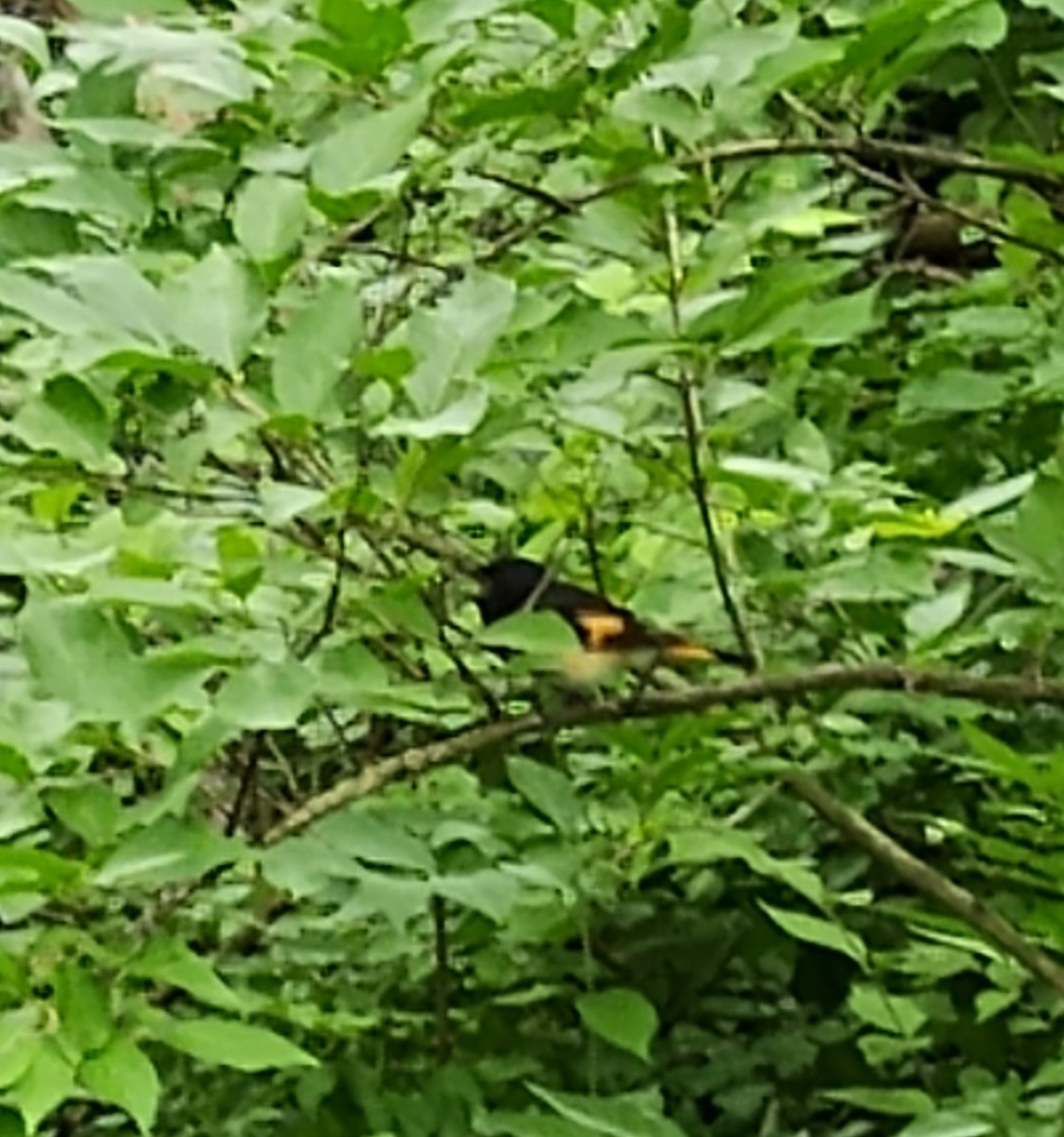 American Redstart - ML620195224