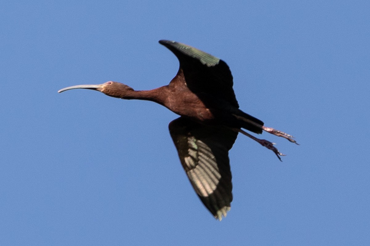 ibis americký - ML620195228