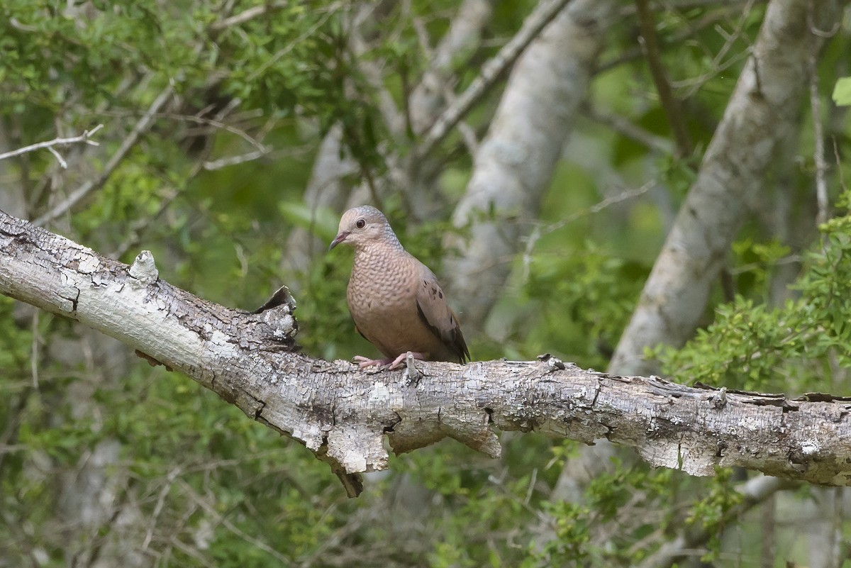 Common Ground Dove - ML620195234