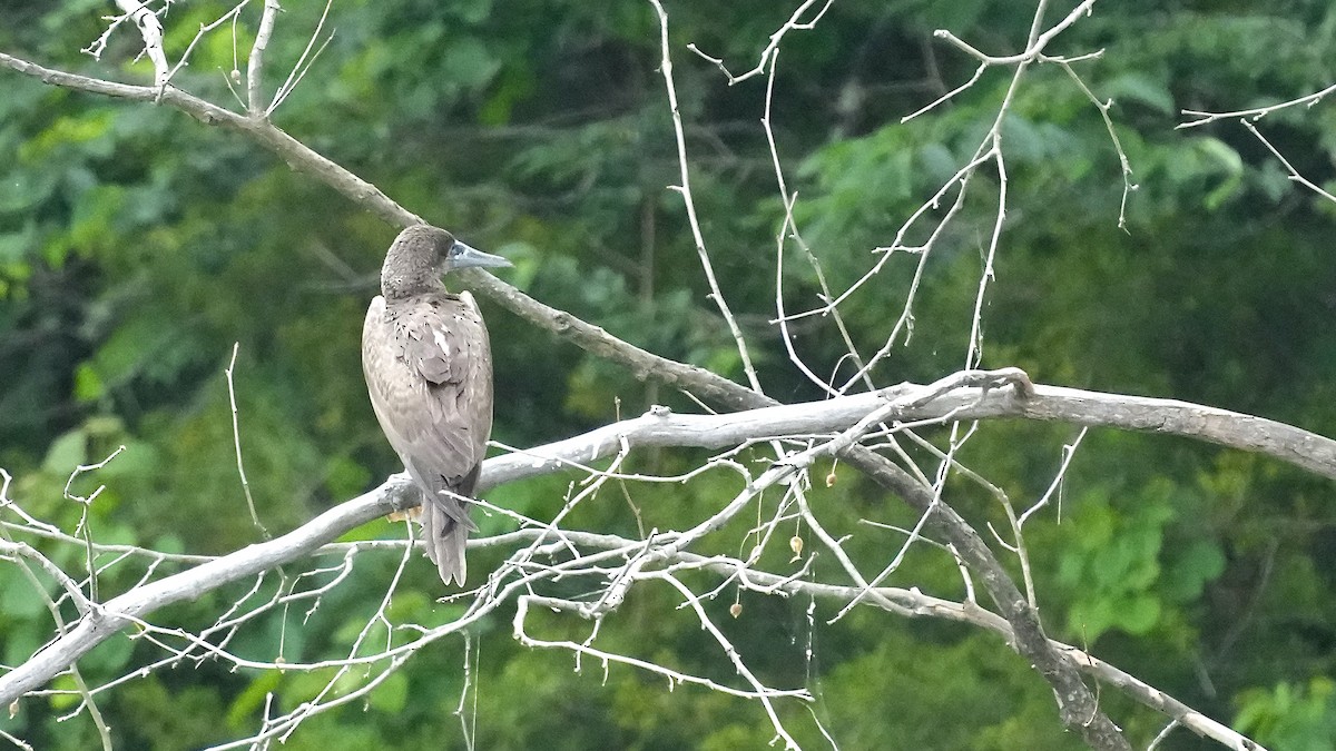 Brown Booby - ML620195235