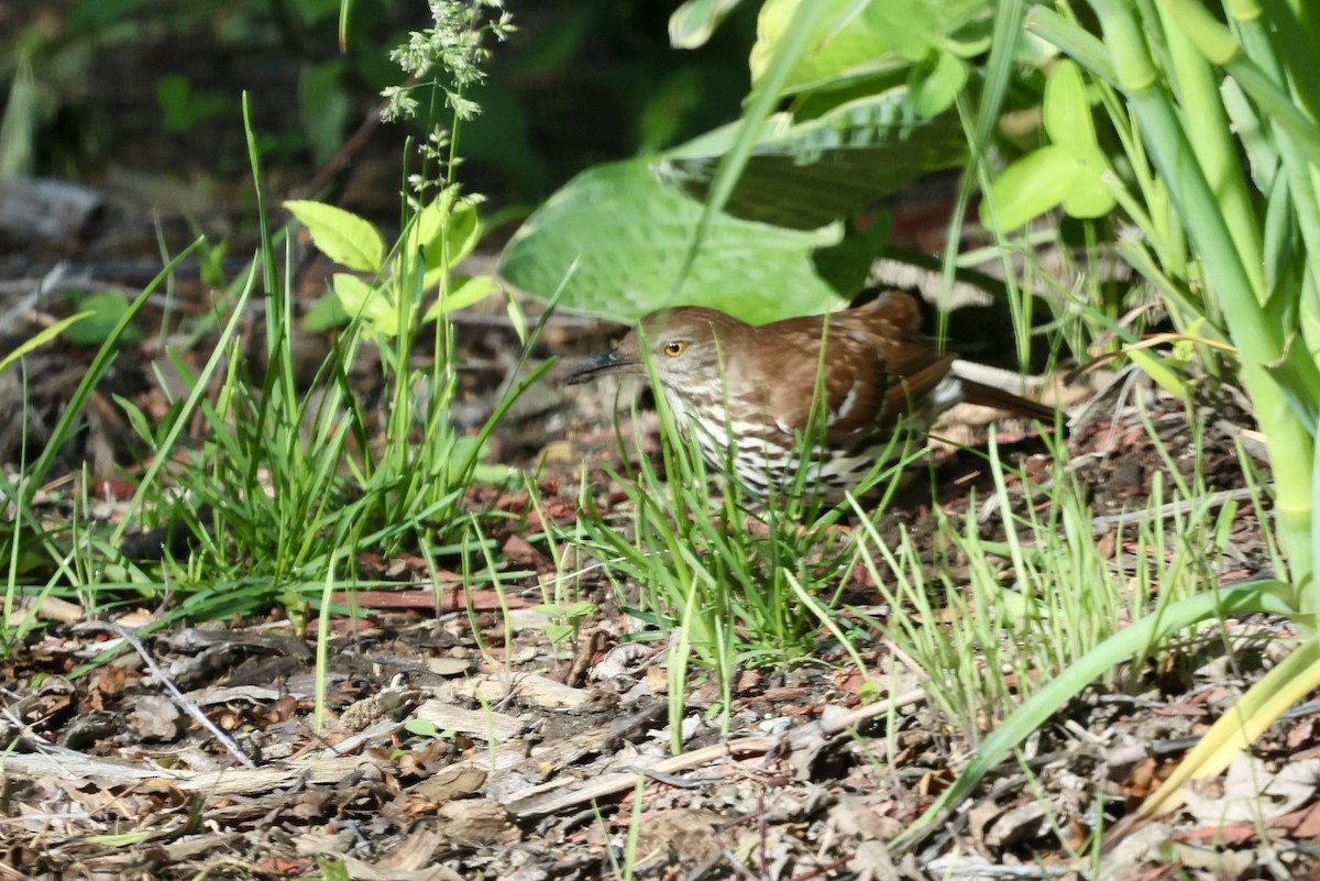 Brown Thrasher - ML620195237