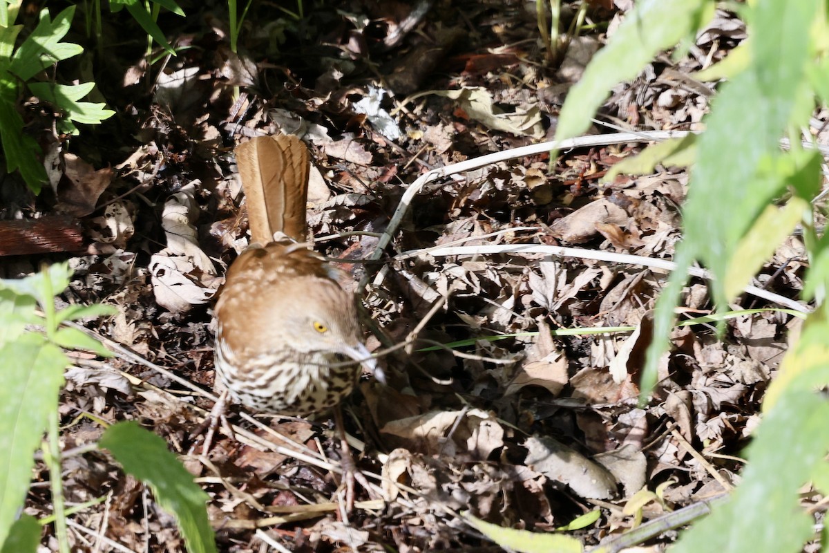 Brown Thrasher - ML620195238