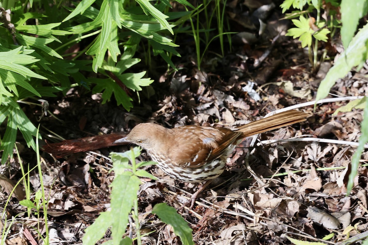 Brown Thrasher - ML620195239