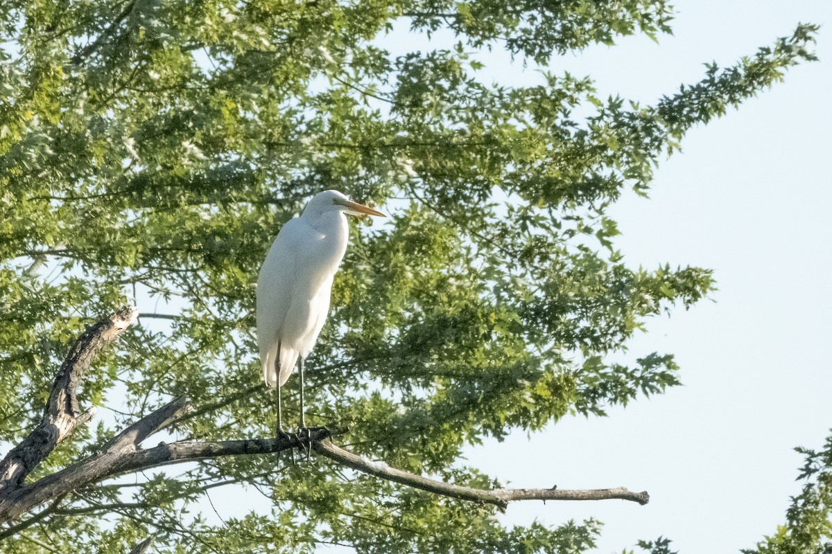 Great Egret - ML620195243