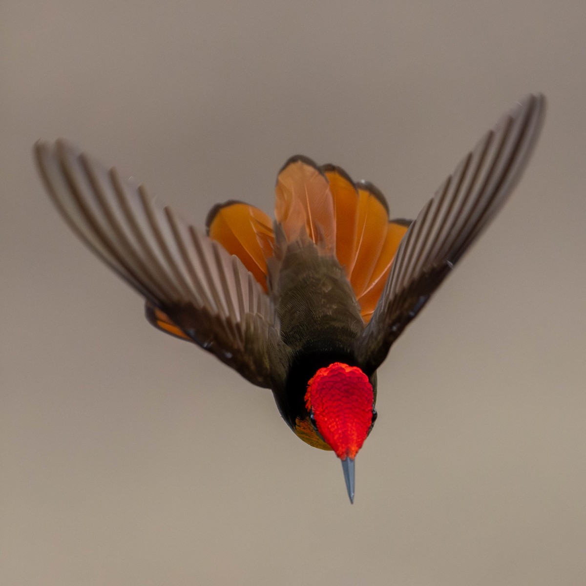 Ruby-topaz Hummingbird - ML620195249