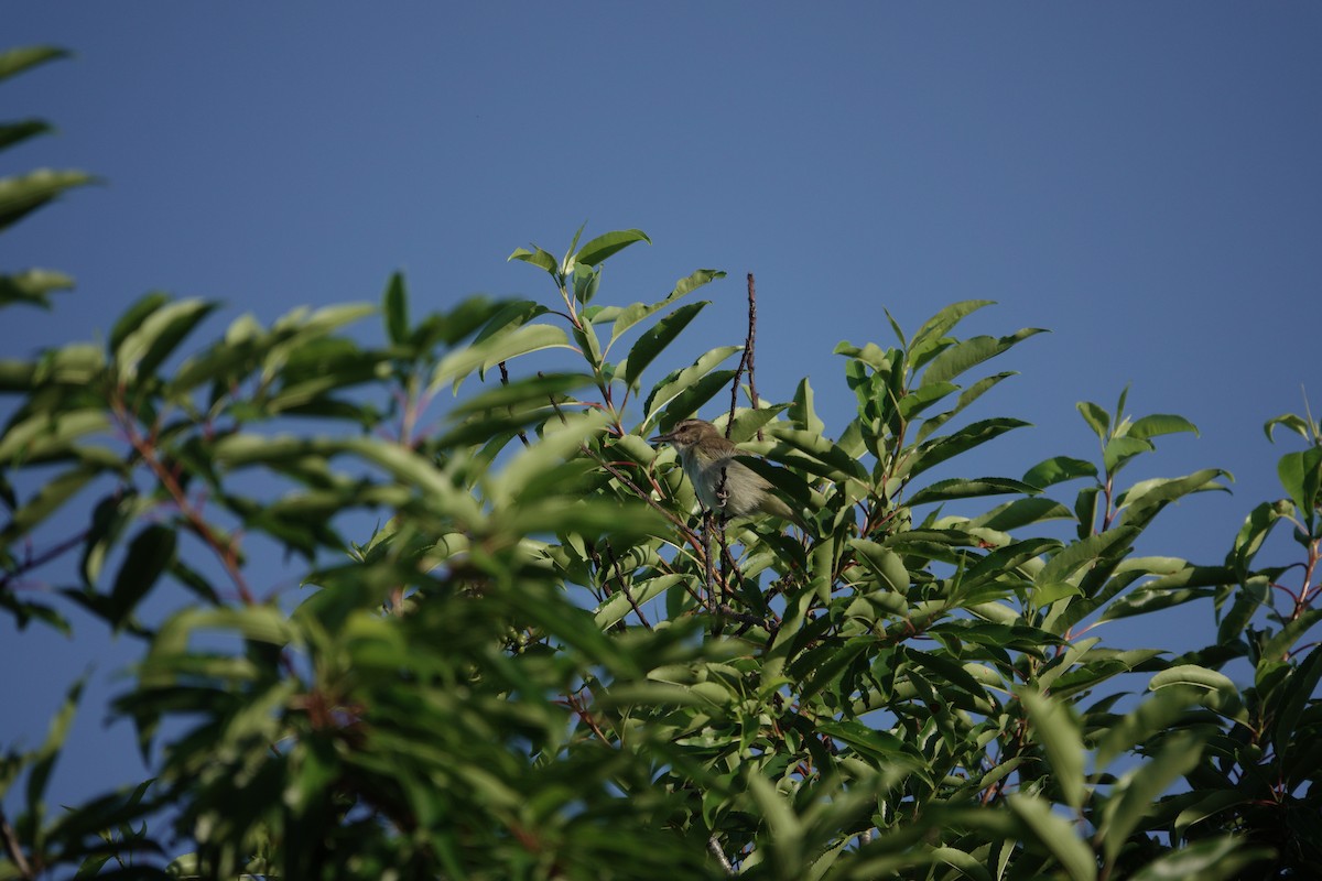 Vireo Bigotudo - ML620195252