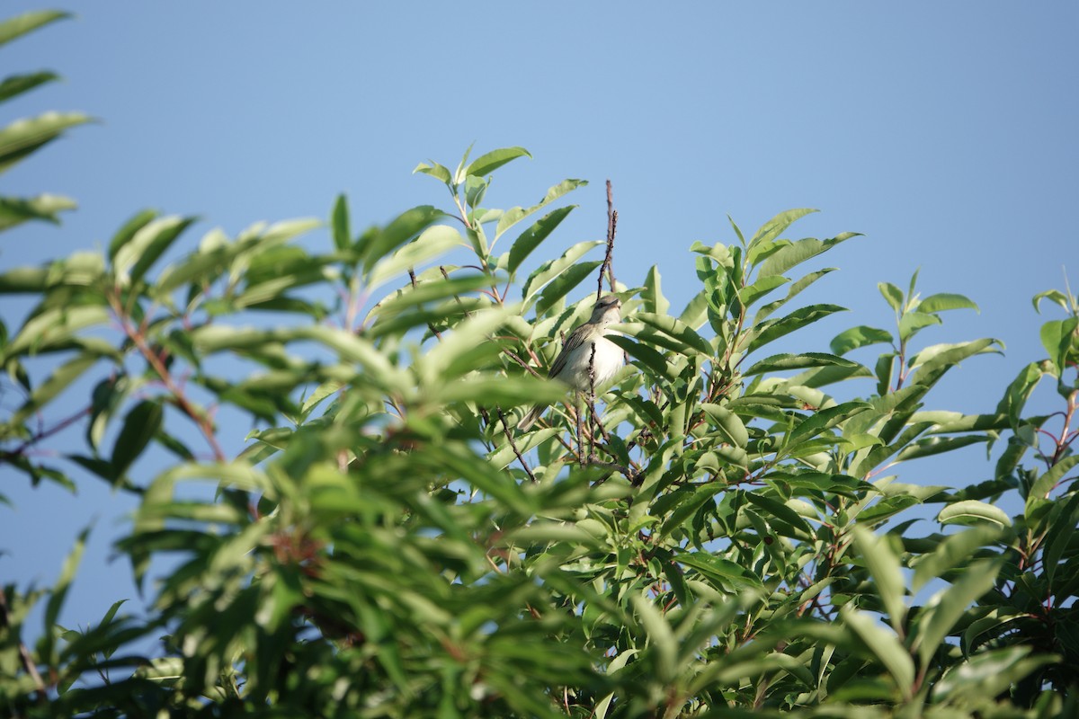 Vireo Bigotudo - ML620195254