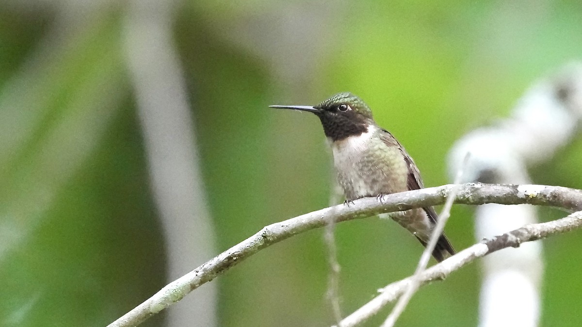 Ruby-throated Hummingbird - ML620195261