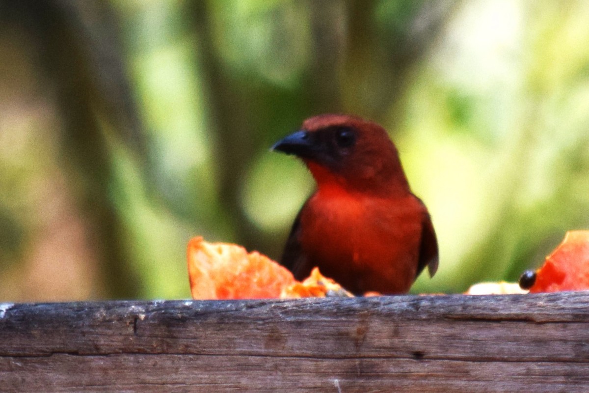 Red-throated Ant-Tanager - ML620195262