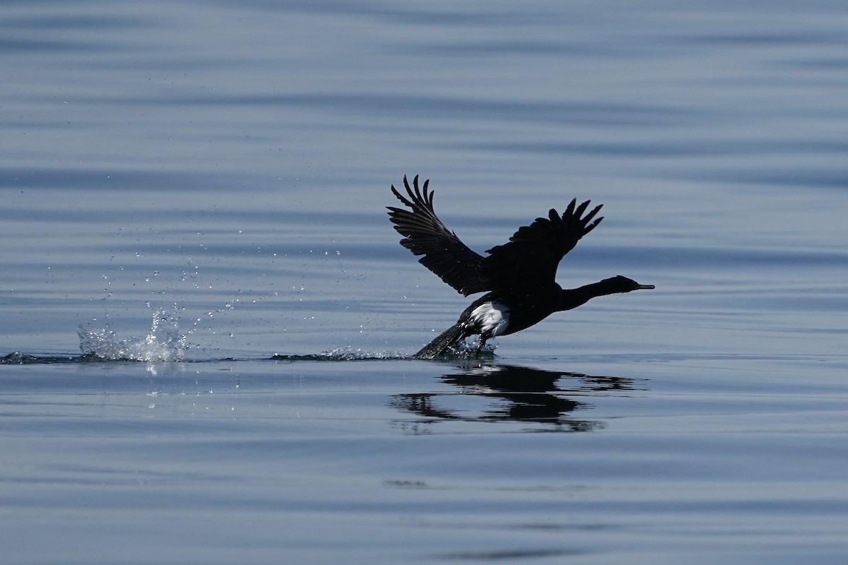 Cormorán Pelágico - ML620195268