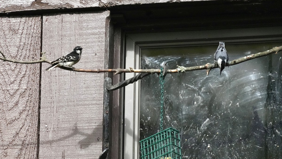 White-breasted Nuthatch - ML620195271