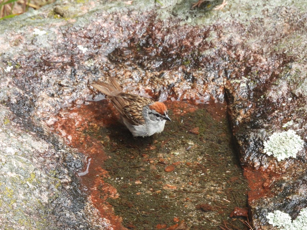 Chipping Sparrow - ML620195280