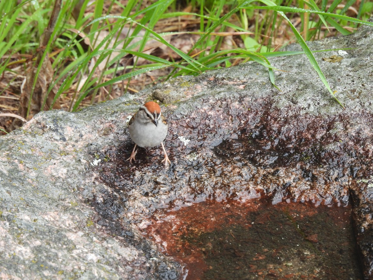 Chipping Sparrow - ML620195284