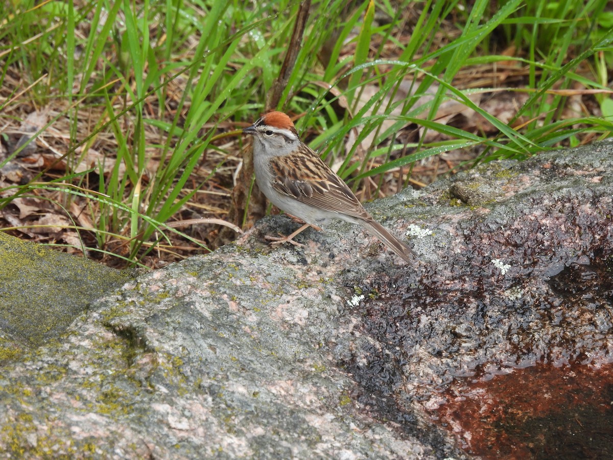 Chipping Sparrow - ML620195285