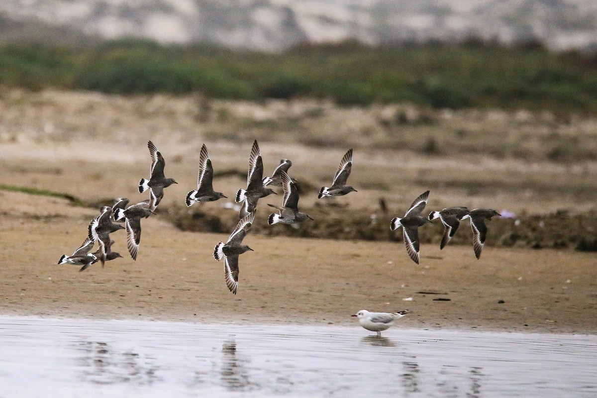 Surfbird - ML620195312