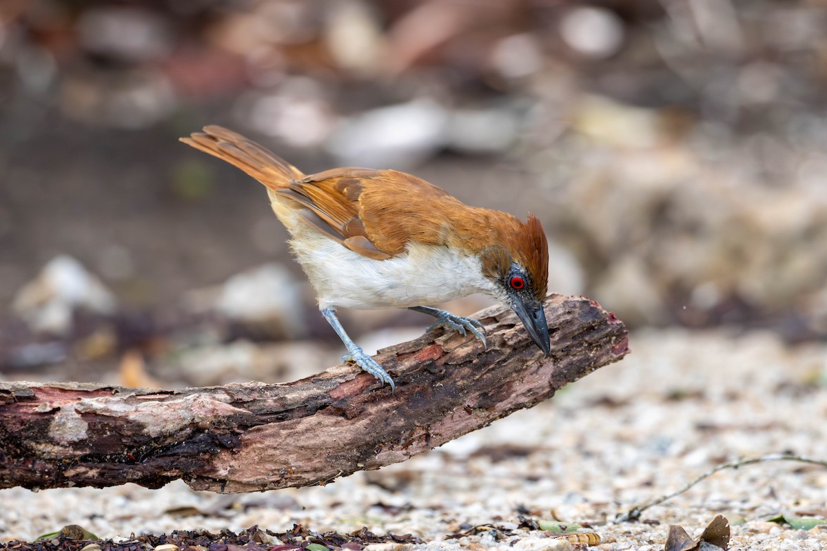 Great Antshrike - ML620195314