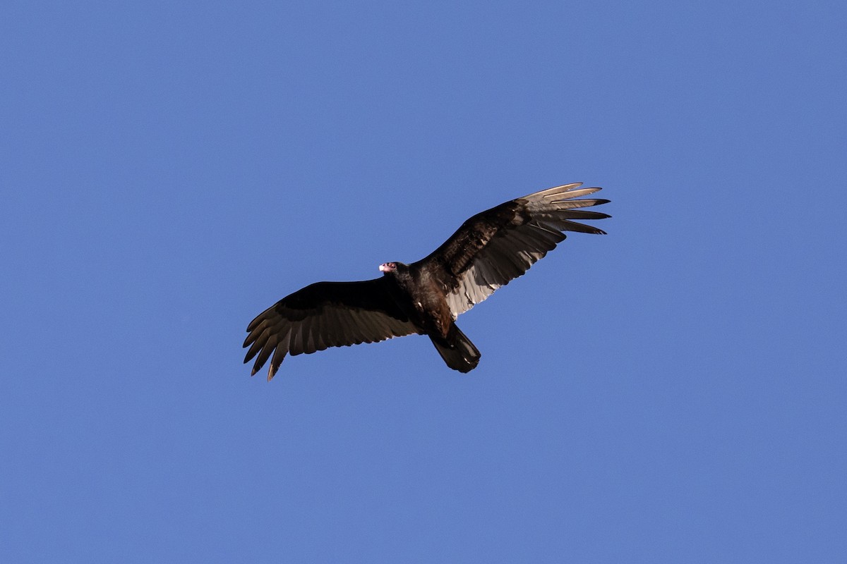 Turkey Vulture - ML620195315