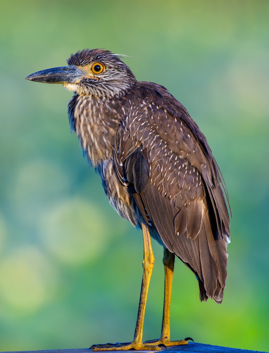 Yellow-crowned Night Heron - ML620195316