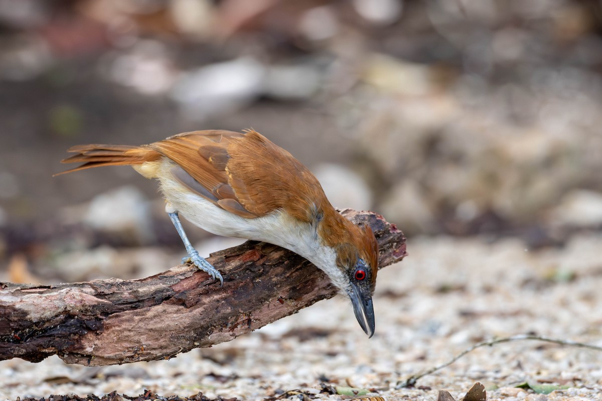 Great Antshrike - ML620195318