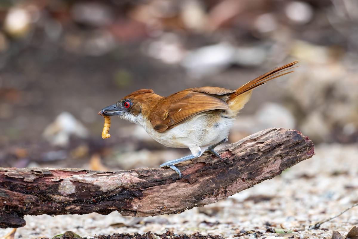 Great Antshrike - ML620195322