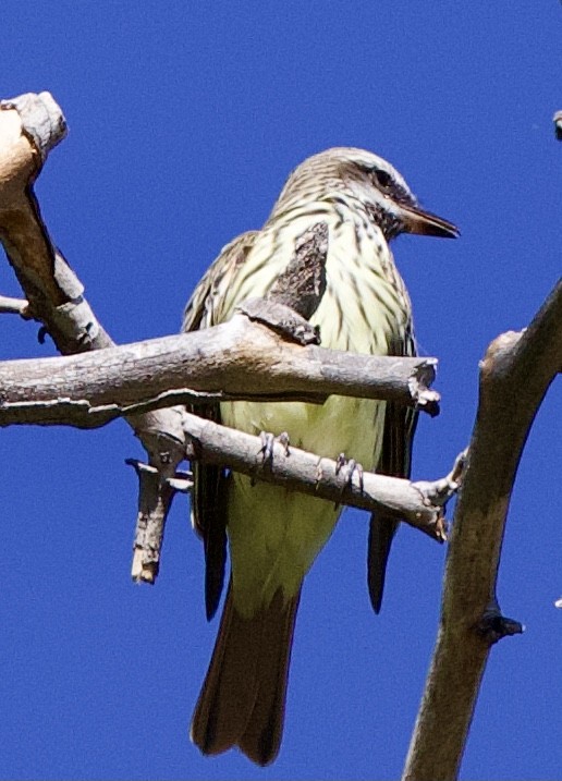 Sulphur-bellied Flycatcher - ML620195324