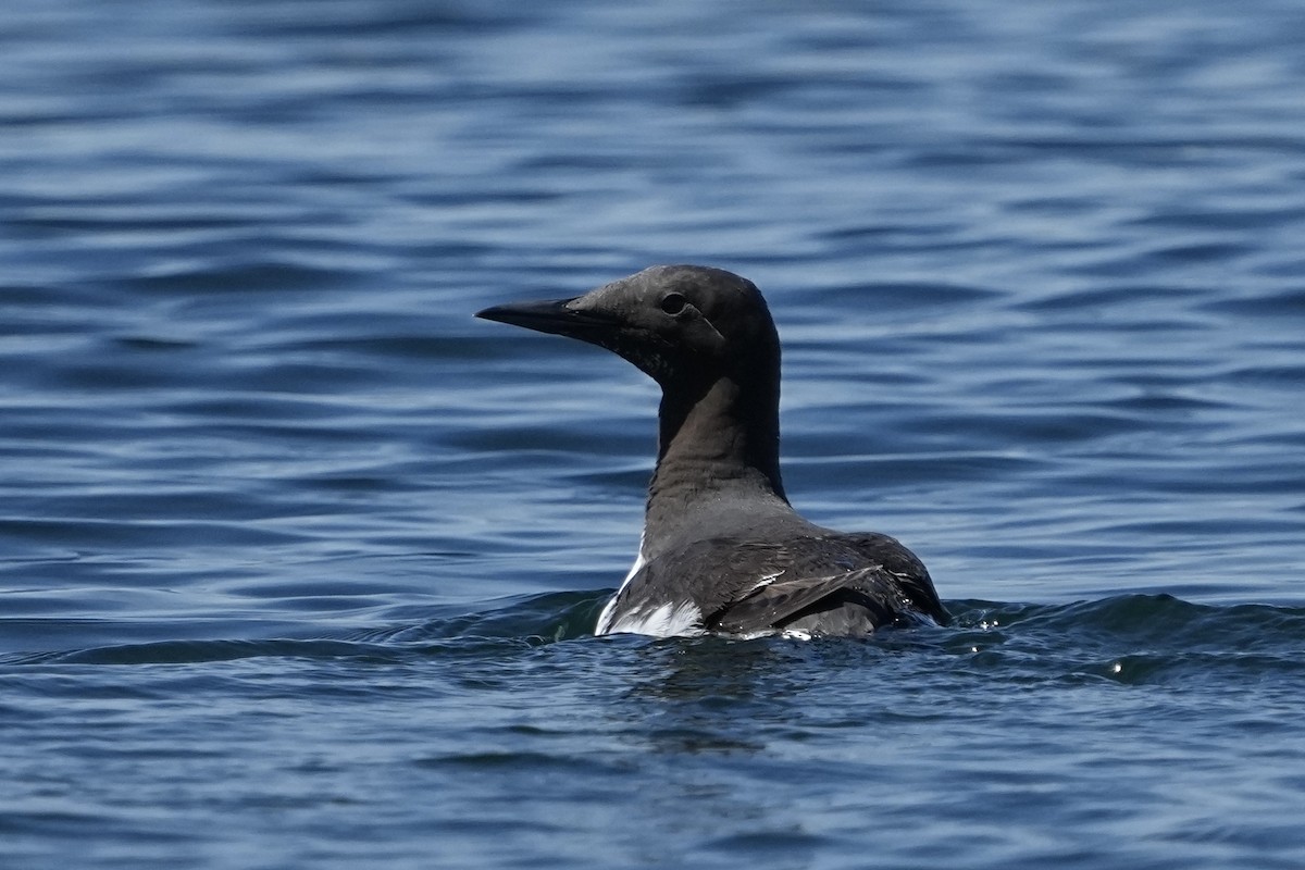 Common Murre - ML620195325