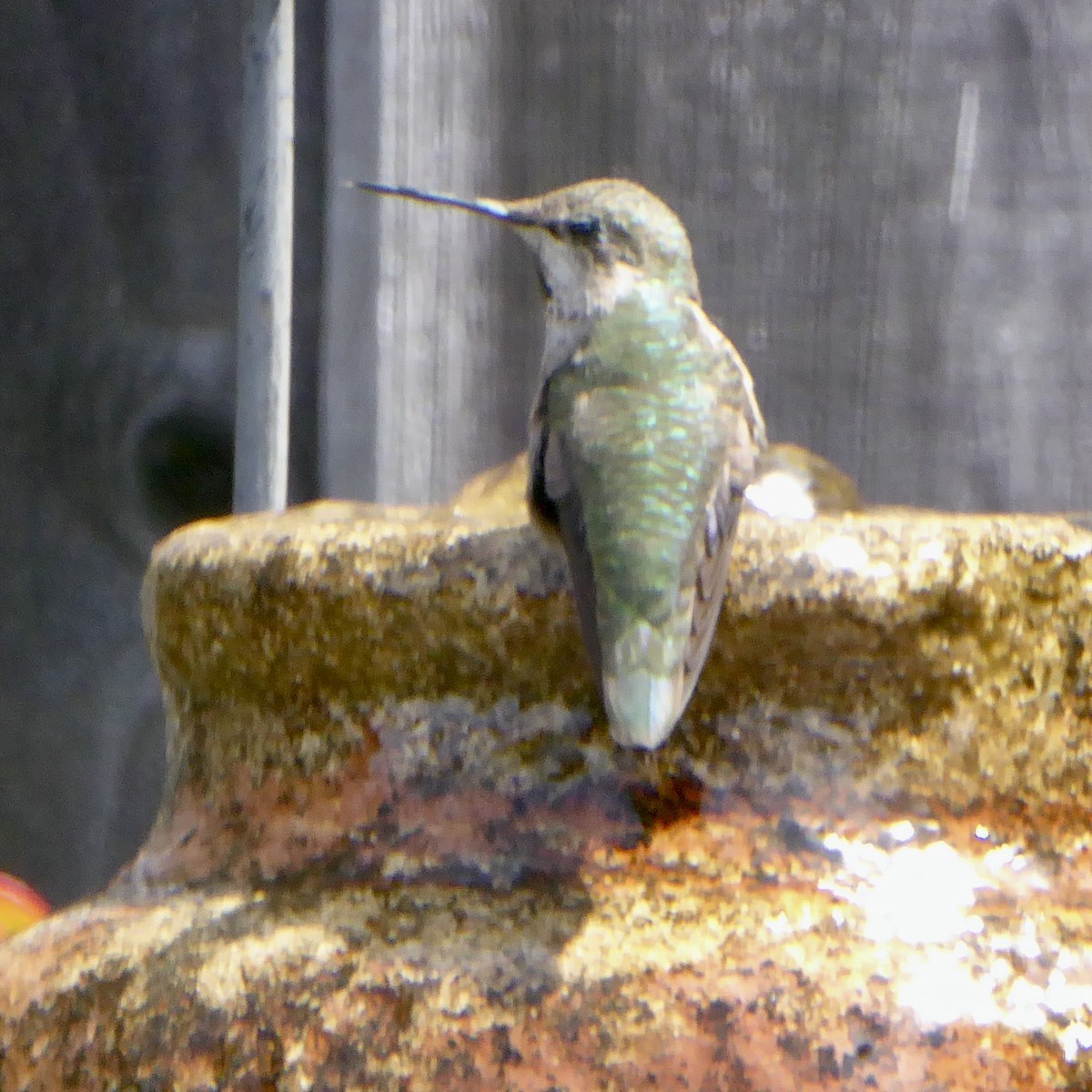 Anna's Hummingbird - ML620195327