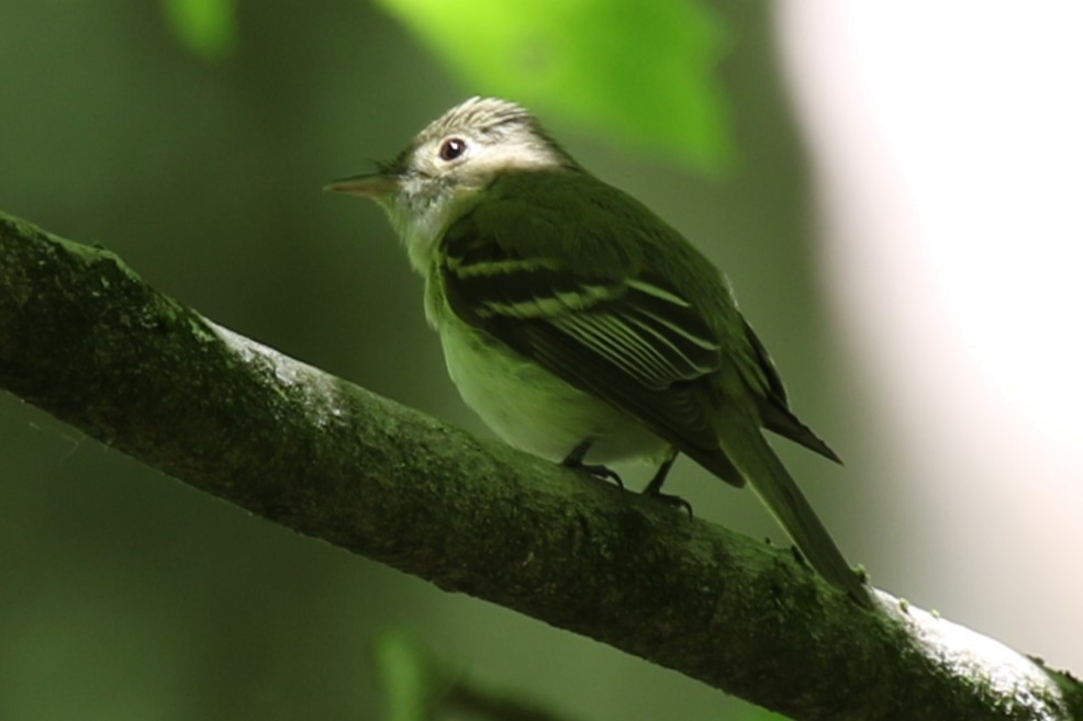 Acadian Flycatcher - ML620195332