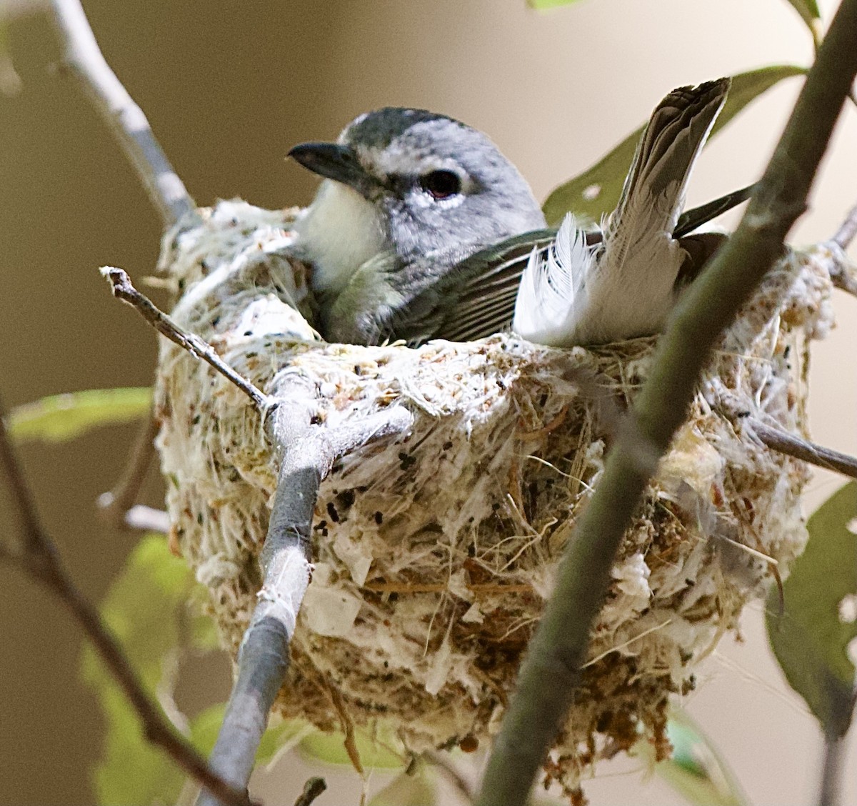 Plumbeous Vireo - ML620195336